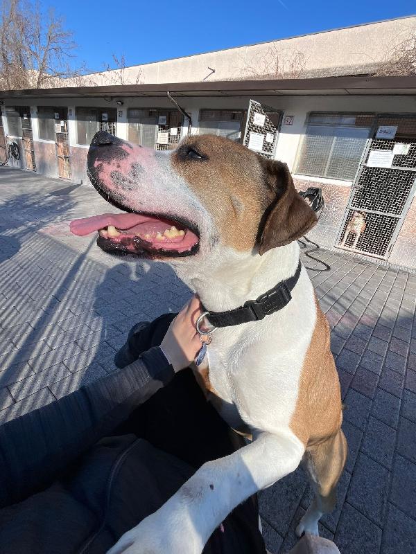 MAYA BELLISSIMA AMSTAFF Foto 2